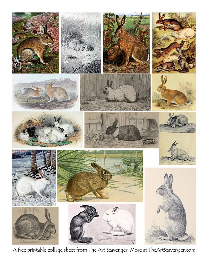 Public domain bunny and rabbit natural history illustrations printable