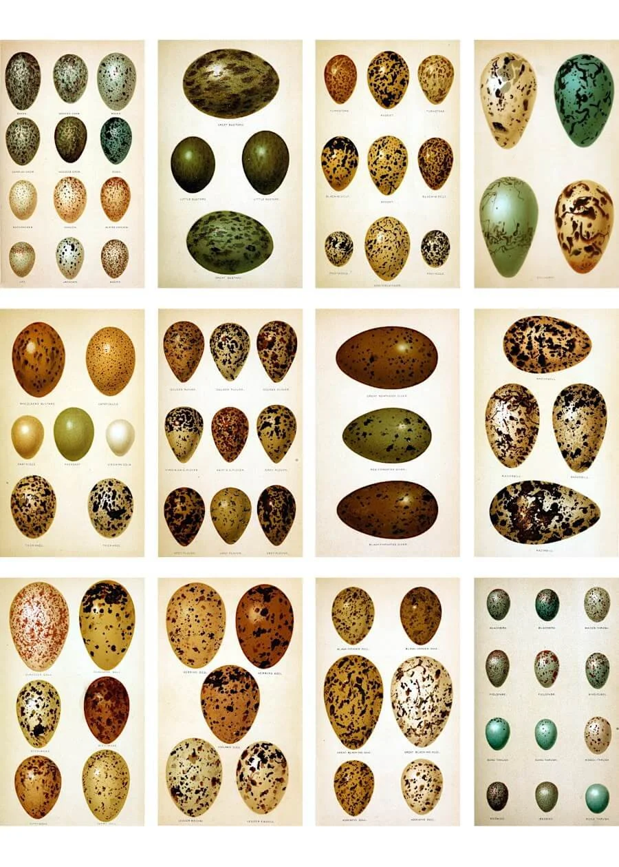 Public domain bird egg illustrations in muted natural tones