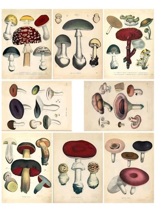 Free cottagecore mushroom printable for journaling and crafting