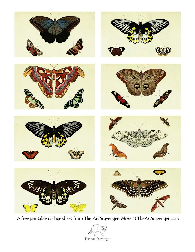 Animals — Free Printable Collage &amp; Ephemera Sheets — The Art Scavenger