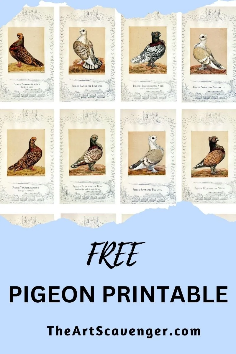 Public domain pigeon breed illustration from 1883 French book Monographie des Pigeons Domestiques