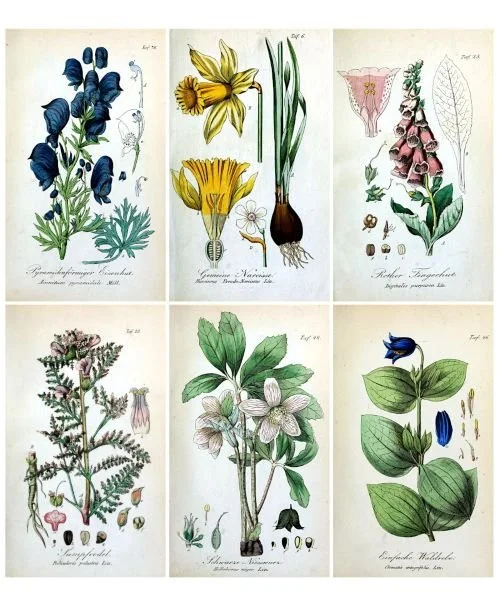 Free images of poisonous plants that can be used for gothic or dark academia journals