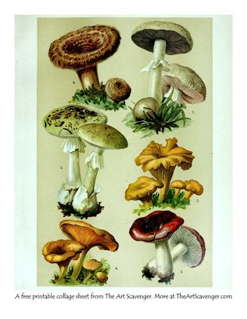 Printable sheet of mushroom illustrations from the Hoffmann-Dennert Botanical Pictorial Atlas
