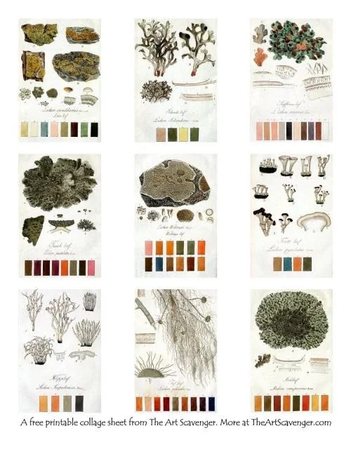 A printable sheet of vintage scientific illustrations that can be ued for junk journaling and mixed media collage