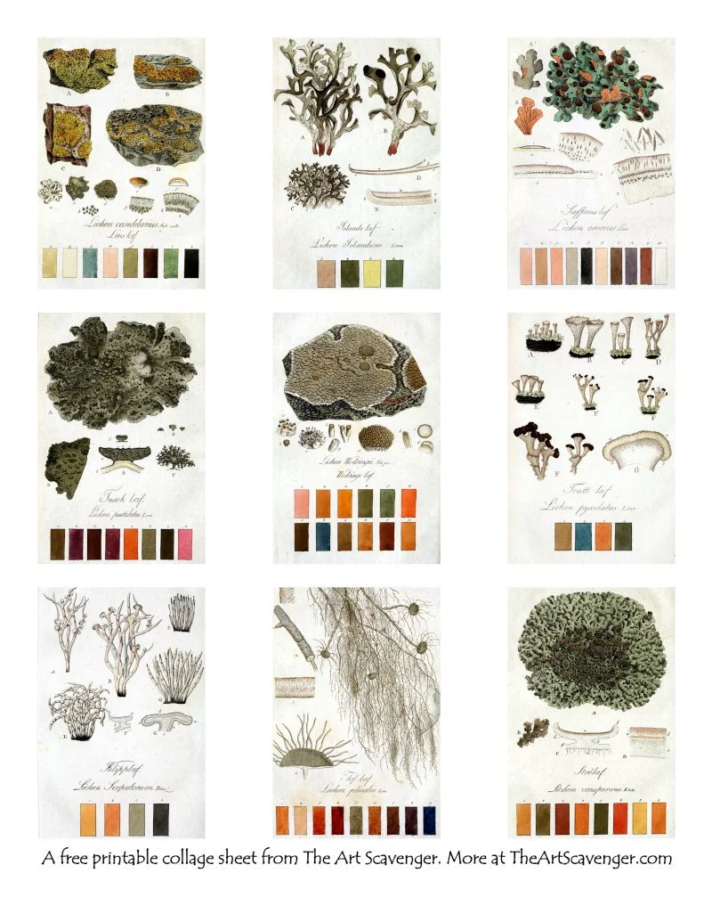 Free Printable Lichen Dye Journal Cards for Art Journals and Mixed Media