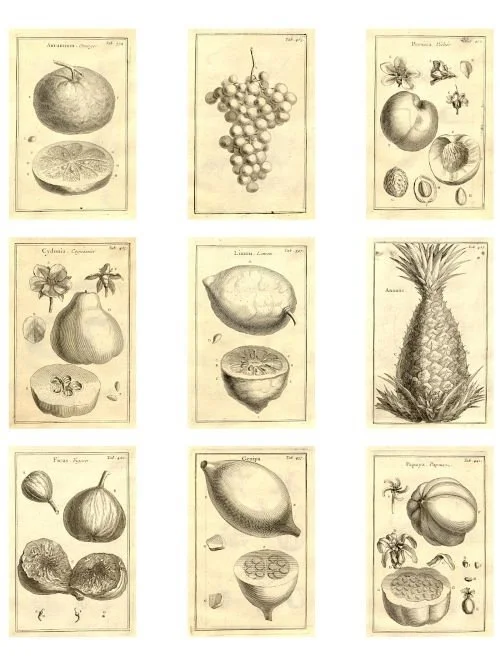 Free vintage fruit illustration ephemera sheet