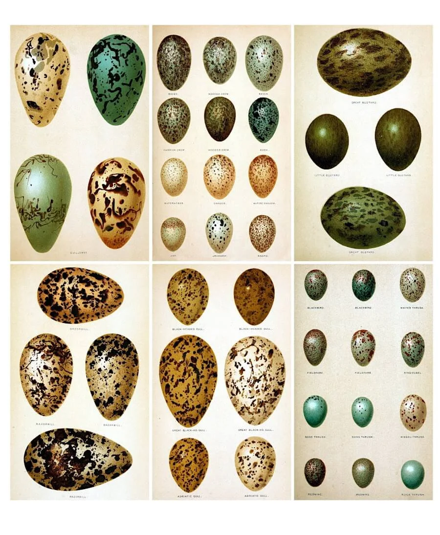 19th century bird egg illustrations with speckled patterns