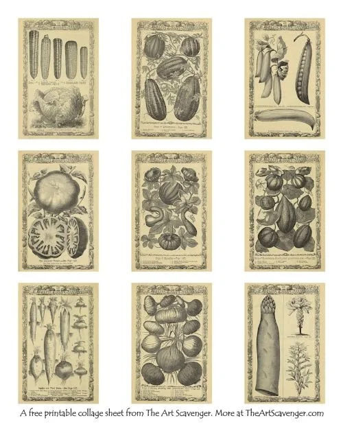 Vintage Vegetable Seed Catalog Ephemera