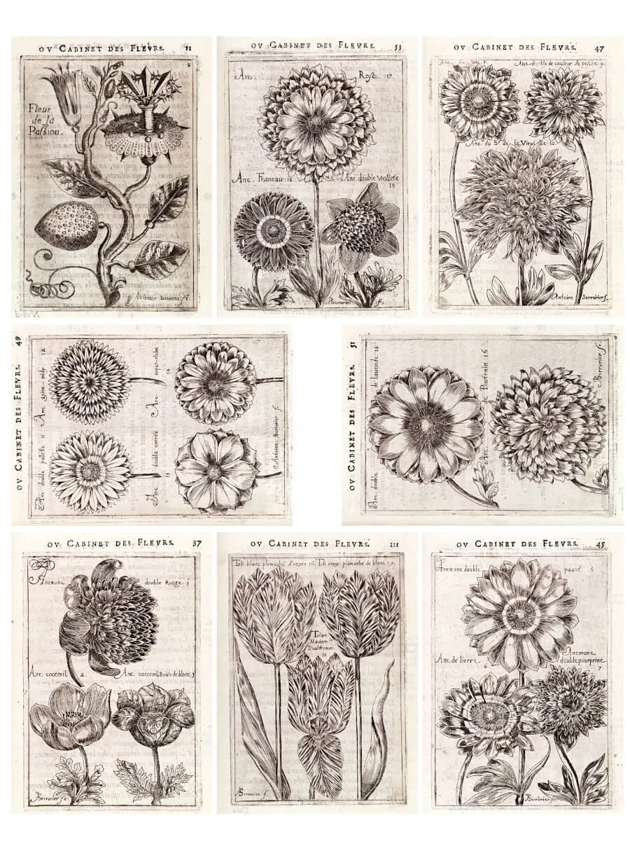 Seventeenth-century floral engravings formatted as 2.5 by 3.5 inch artist trading card printables.