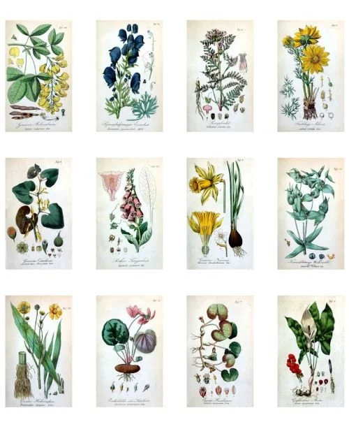 A downloadable page of poisonous plant illustrations from a scientific text