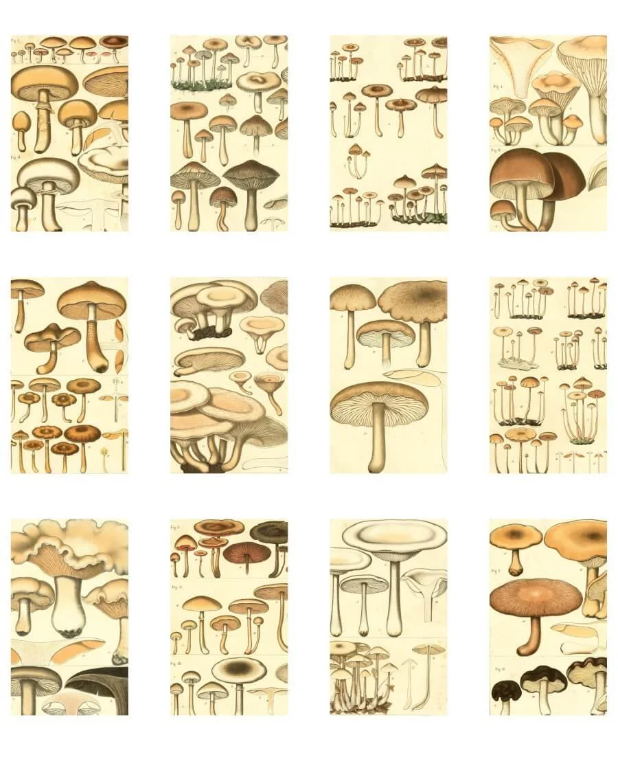 Antique French mushroom botanical illustrations for junk journals and mixed media art