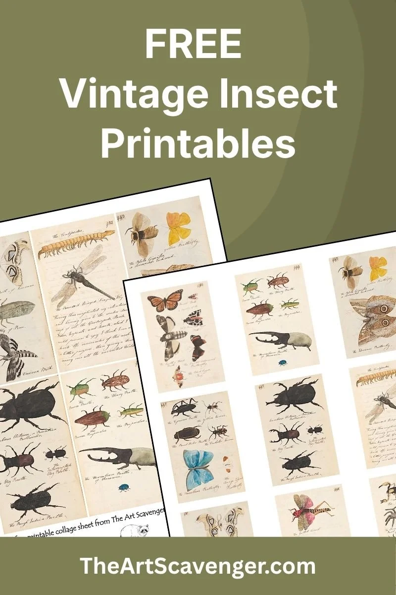 Public domain insect illustration collage sheet with Victorian-style butterflies, beetles, and dragonflies.