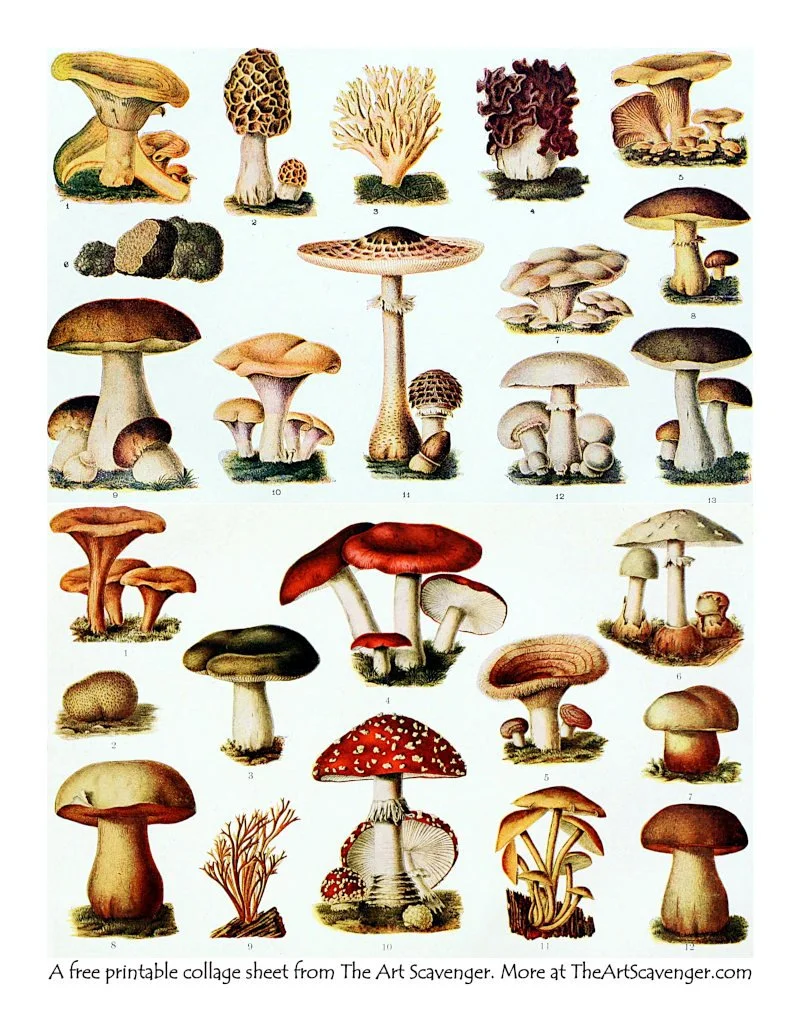 mushroom illustrations from a 1908 encyclopedic dictionary
