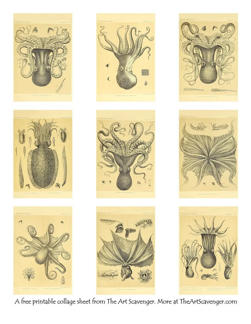 Antique cephalopod engraving printable collage sheet