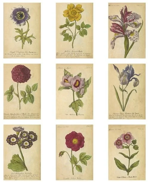 Collage sheets featuring botanical illustrations from a scientific book published in 1747