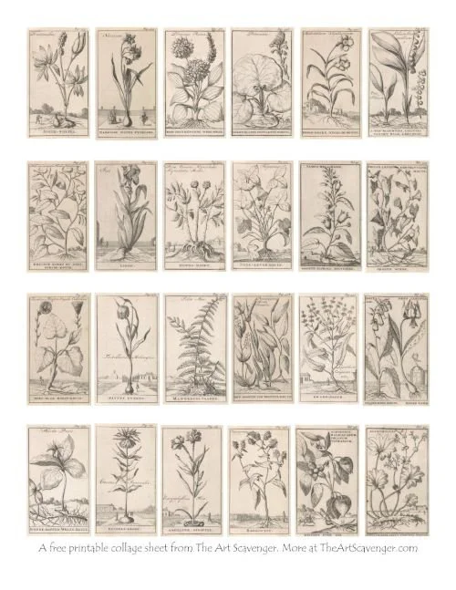 Free vintage herbal illustrations by Caspar Luyken