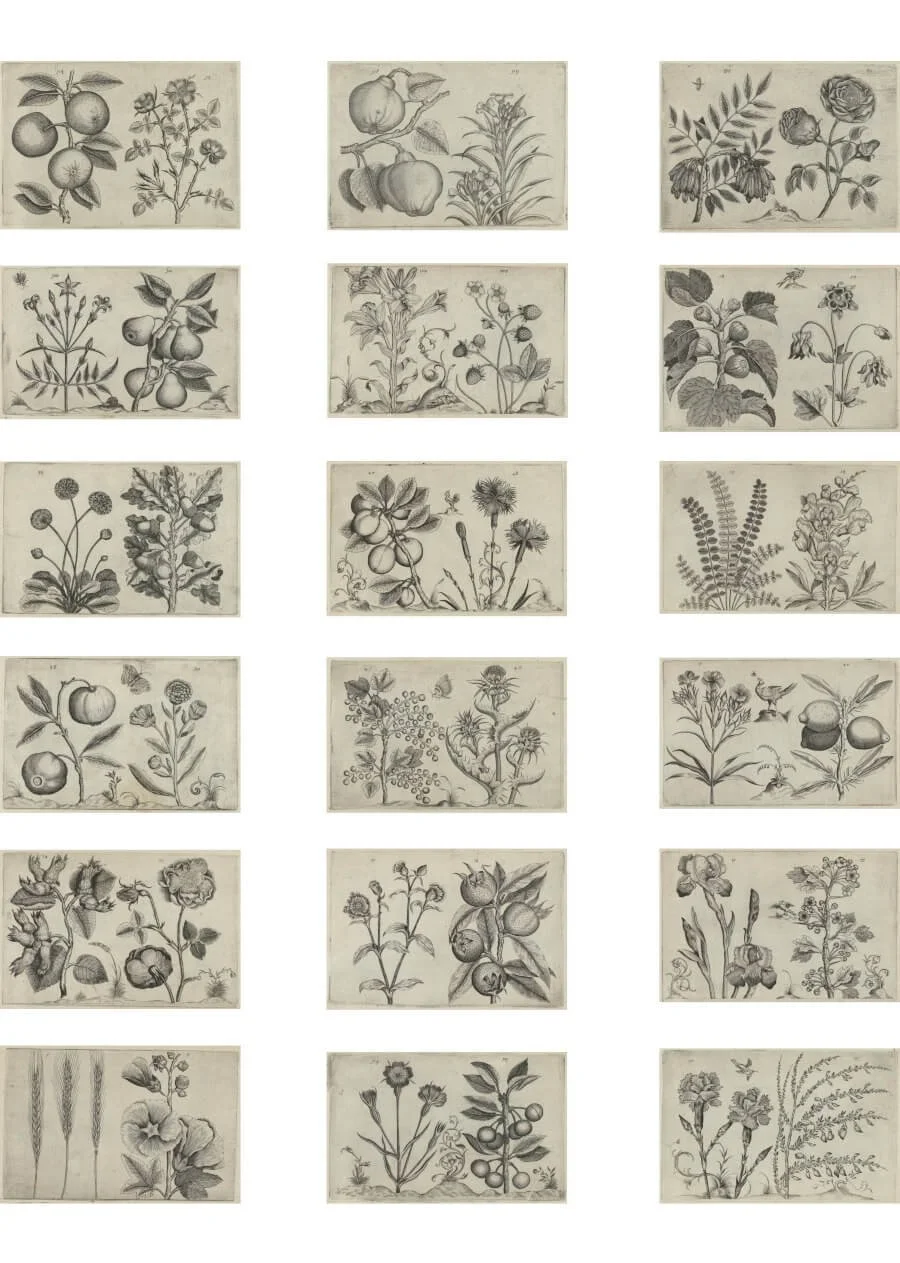 Antique botanical illustration printable sheet for collage art