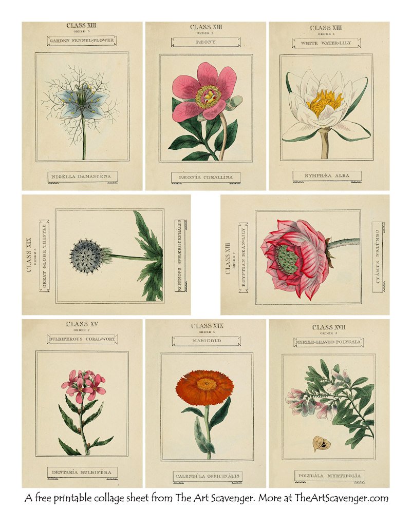 Free Botanical Collage Sheet Printables — The Art Scavenger