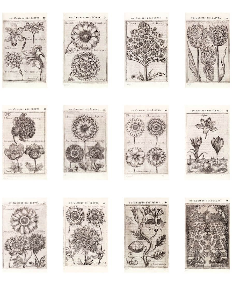 Antique botanical flower illustrations arranged on a printable collage sheet for junk journals and scrapbooking