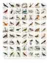 Free Printable Vintage Bird Illustrations for Junk Journals &amp; Art ...
