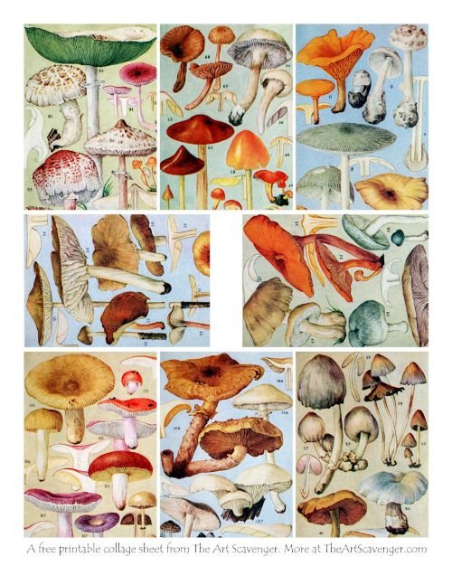 A journal printable featuring vintage mushroom illustrations