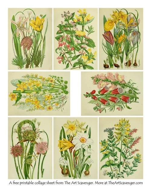 ATC sized images of flowering plants and grasses from 1905