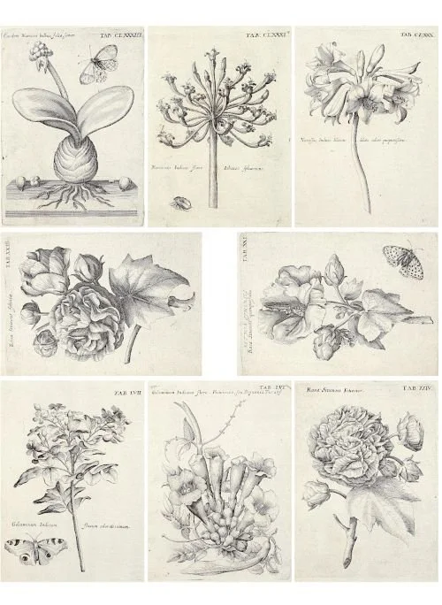 Flower illustrations by Michael Bernhard Valentini