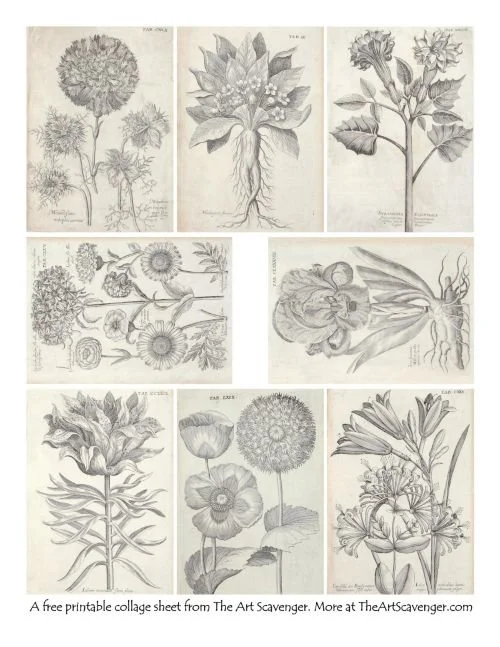 Flower Printables from Viridarium Reformatum