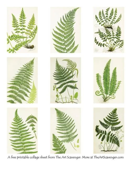 Botanical collage sheet of vintage fern illustrations
