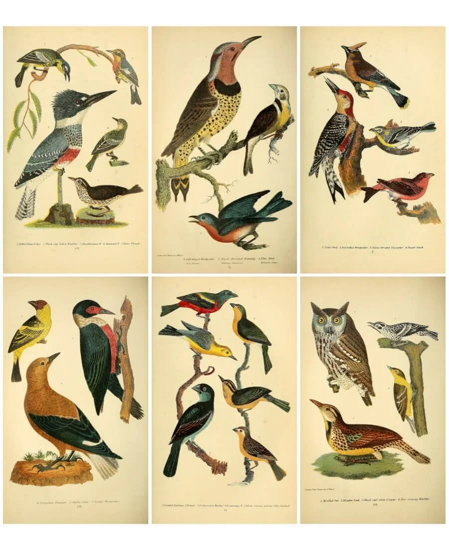 Hand-colored copperplate engravings of American birds, early 1800s
