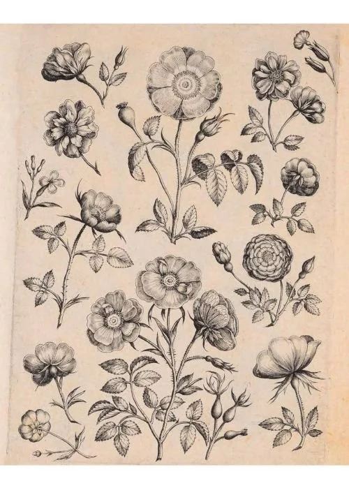 Printable sheet of vintage flower illustrations from Florilegium