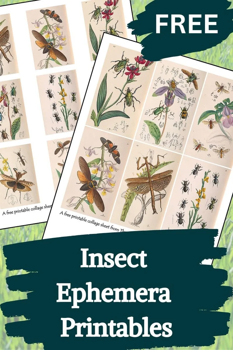Ephemere Insect Free Printable Insect Ephemera for Junk Journals and Collage Art — The ...