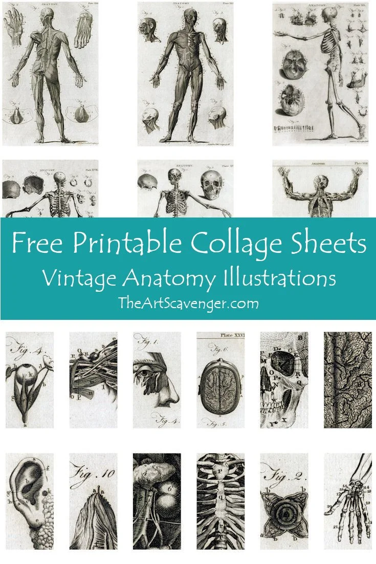 Free Printable Anatomy Collage Sheets — The Art Scavenger free-printable-anatomy-collage-sheets-the-art-scavenger