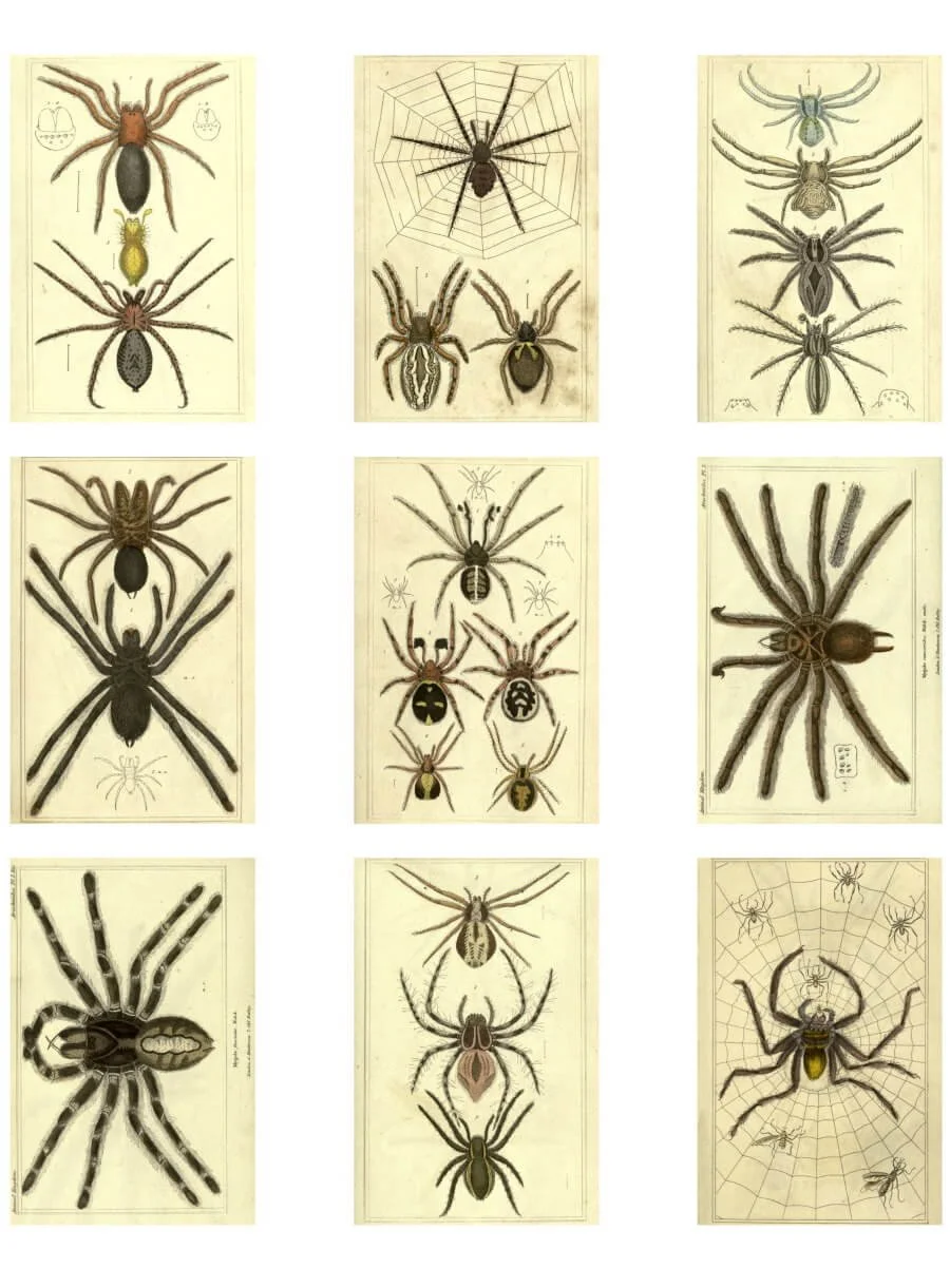 Free printable antique spider illustrations from The Animal Kingdom