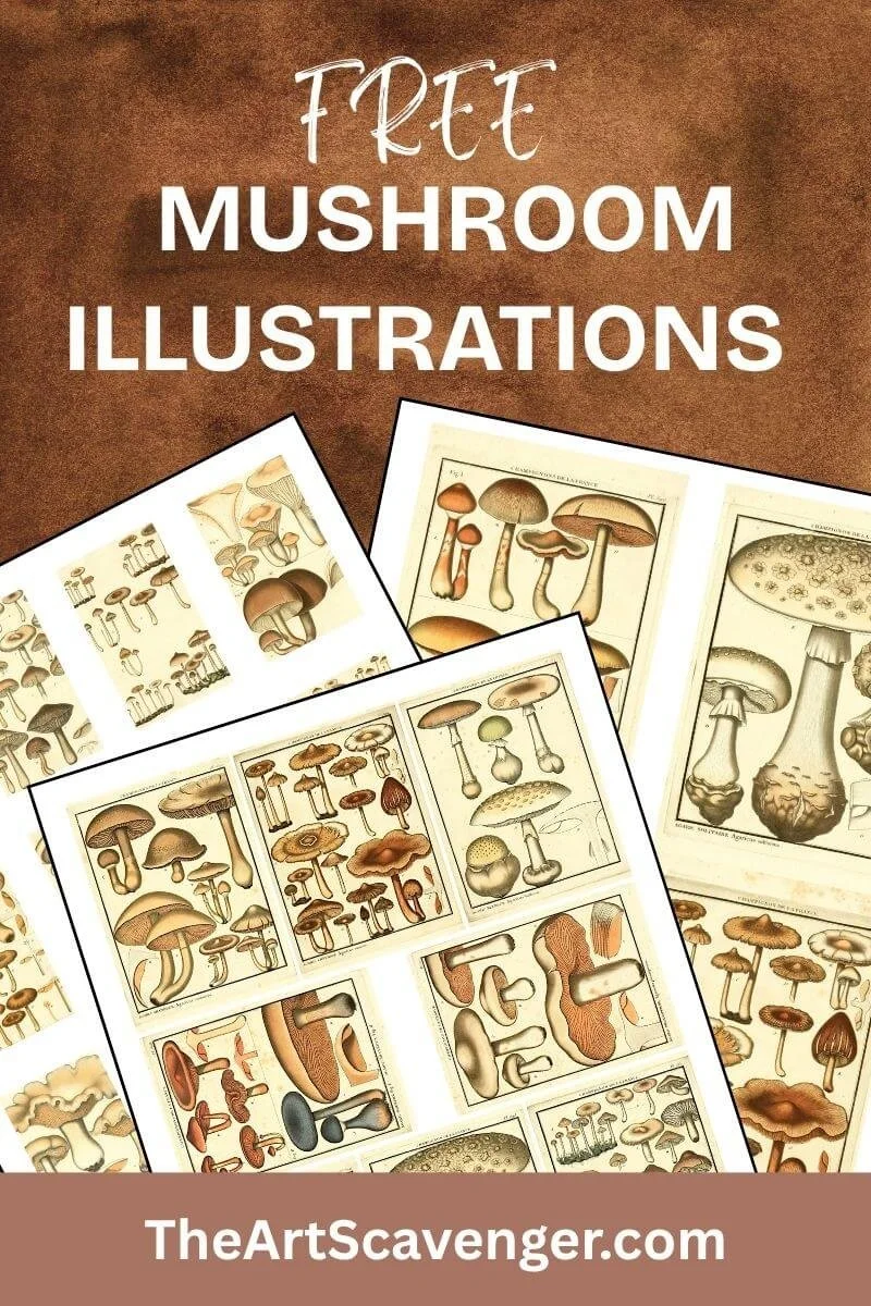 Public domain vintage mushroom illustrations from Pierre Bulliard's Herbier de la France