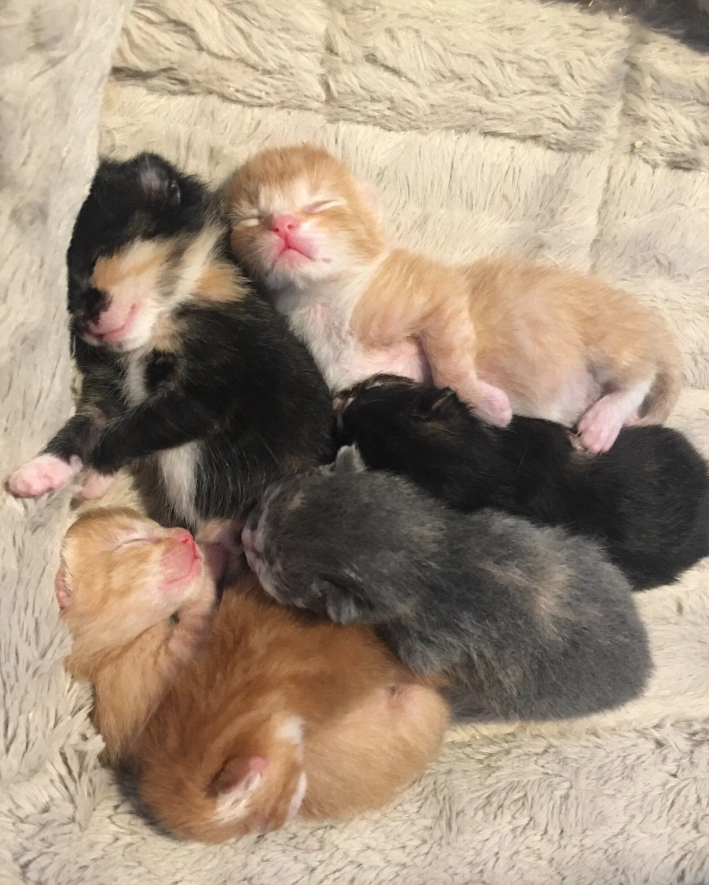 Foster a cat — Kannata Valley Kats Cat Rescue