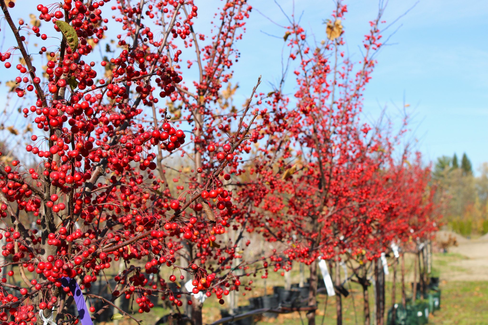 Fall is for planting trees! And if you're looking to add some festive color, the Sugar Tyme crabapple is a fantastic candidate! 🌲 
.
.
.
#localbusiness #horticulture #RichmondIN #ShopLocalRichmondIN #ThinkGreen #AutumnatRoseCity #WinteratRoseCity