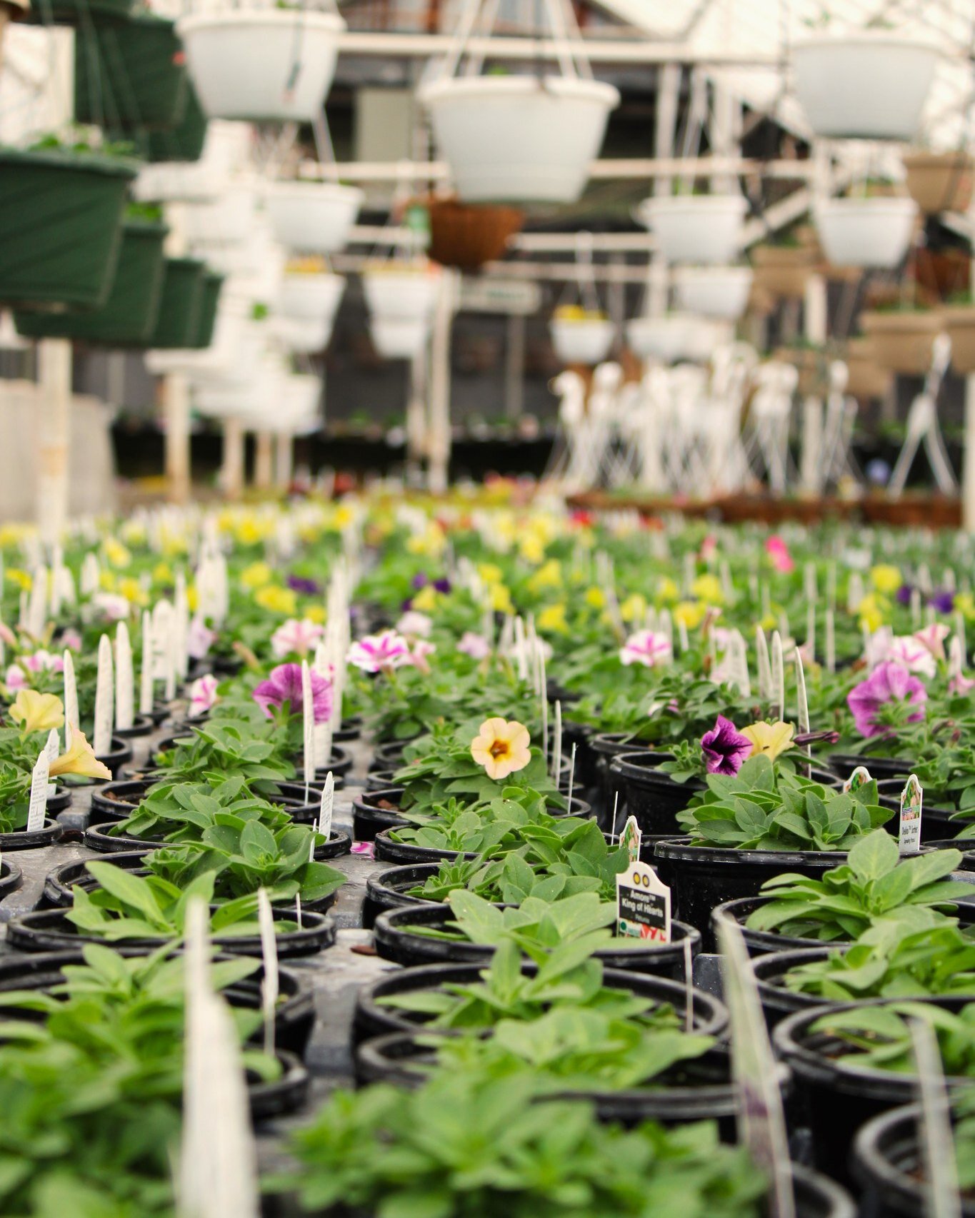 Our glass house is stocked with color right now! 🧠💭 Did you know... you can now access our full list of annuals on our website? Go to https://www.rosecitynursery.com/annuals-2024 to check out the spring selection for the 2024 season! 🌷🪻🌱

#local