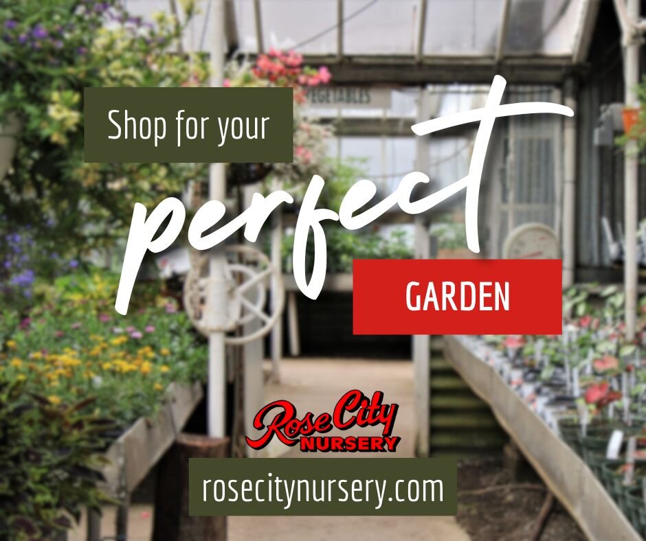 A characteristic Rose City Nursery is known for is sharing our knowledge! One of the ways we are working to make our knowledge even more accessible to you is through our website! 💭

You'll find access to:
- inventory lists
- landscaping care and how