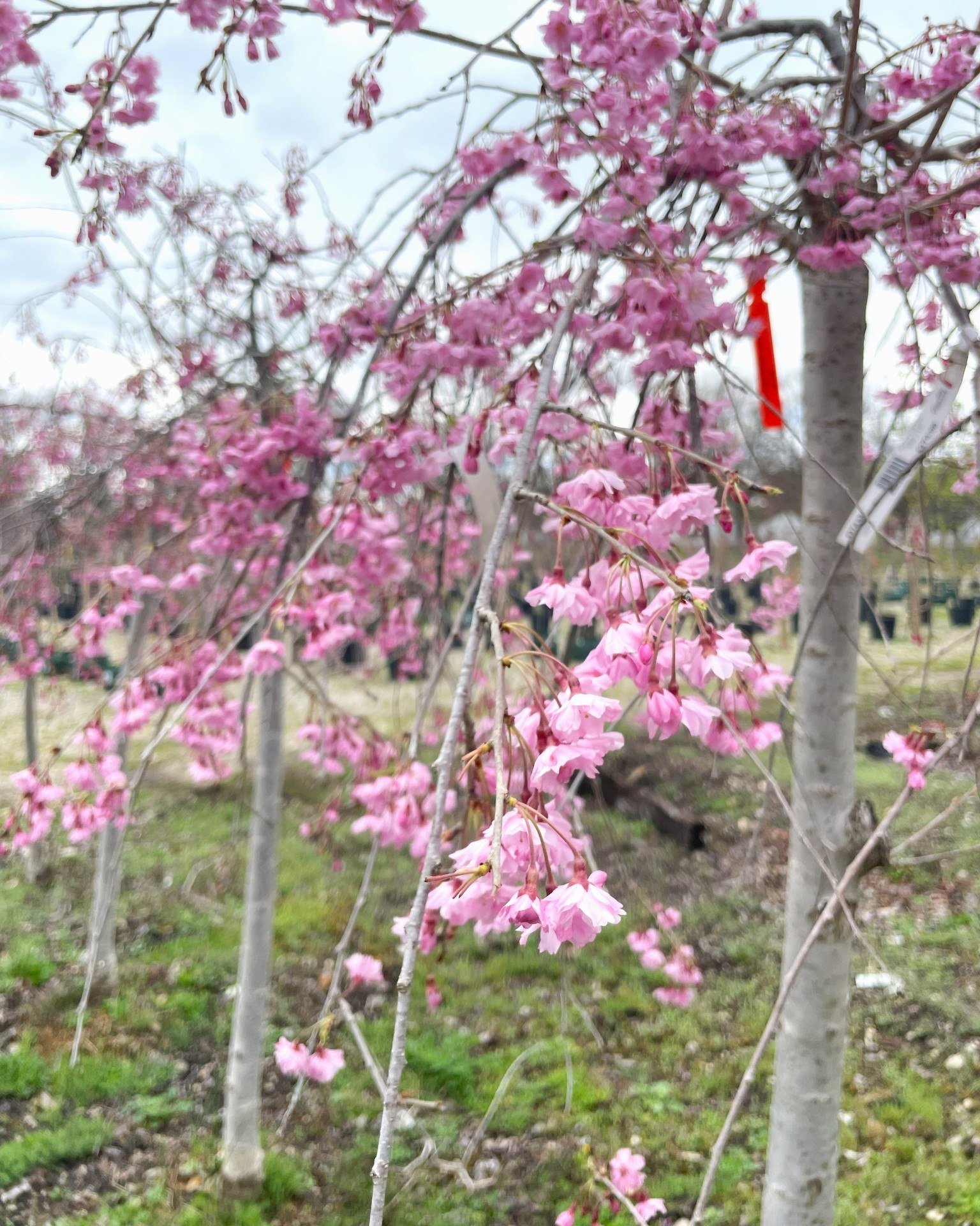 🌸 What's in bloom! 🌸

The blooms are coming on strong right now, here's what you've probably been seeing! Flowering cherry trees, Magnolias, Forsythia, and Flowering Pear trees! 

Tell us in the comments what you've been seeing! 💬📸

#localbusines