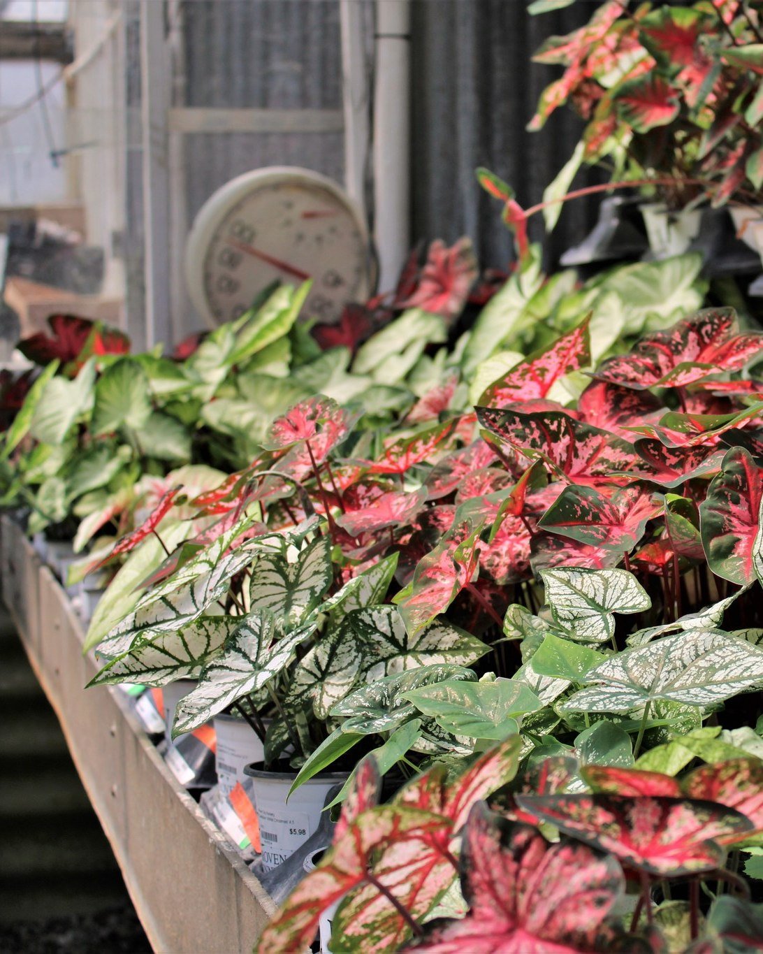 You can always count on finding something cool in our garden center, from a unique plant to a unique planter to go with it! ✨🪴

#localbusiness #horticulture #RichmondIN #ShopLocalRichmondIN #ThinkGreen #SpringatRoseCity