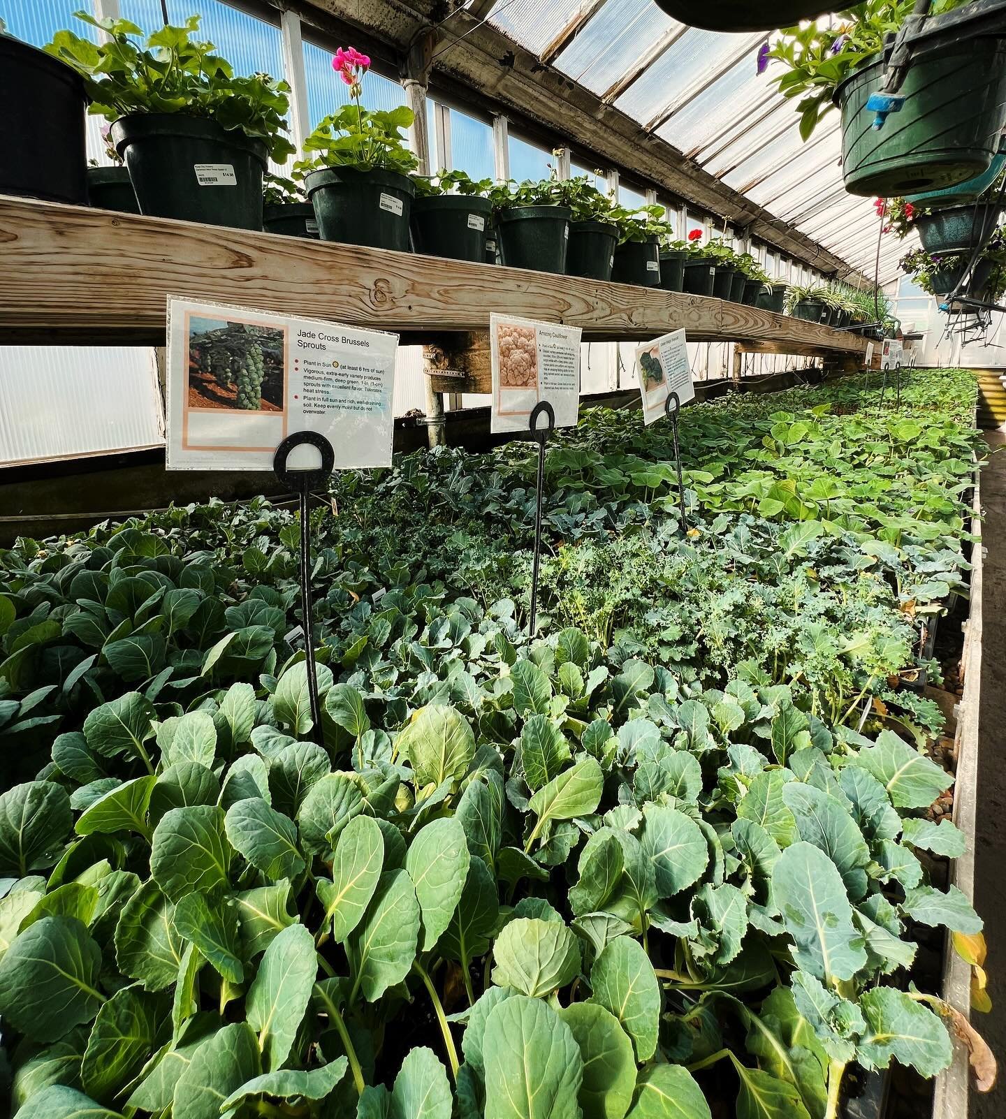 Time to start those vegetable gardens! 🍅🥦 We&rsquo;ve got tomatoes, peppers, cucumbers, and more - galore! 

#vegetables #vegetablegarden #veggies #gardening #thinkgreen #shoplocal #richmondindiana #horticulture #fruits #herbs #gardencenter #plantn