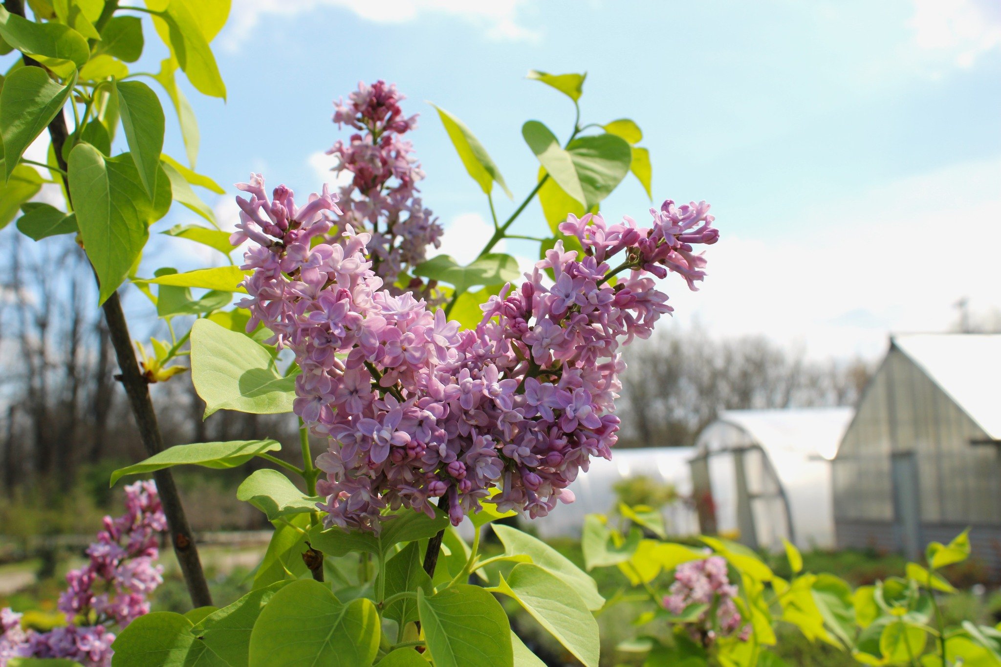 🌸 What's in bloom 2.0! 🌸

The lilac bushes are coming on strong and they smell incredible! A wonderful Mother's Day gift to consider, might we add? 🤔☀️ 

#localbusiness #horticulture #RichmondIN #ShopLocalRichmondIN #ThinkGreen #SpringatRoseCity