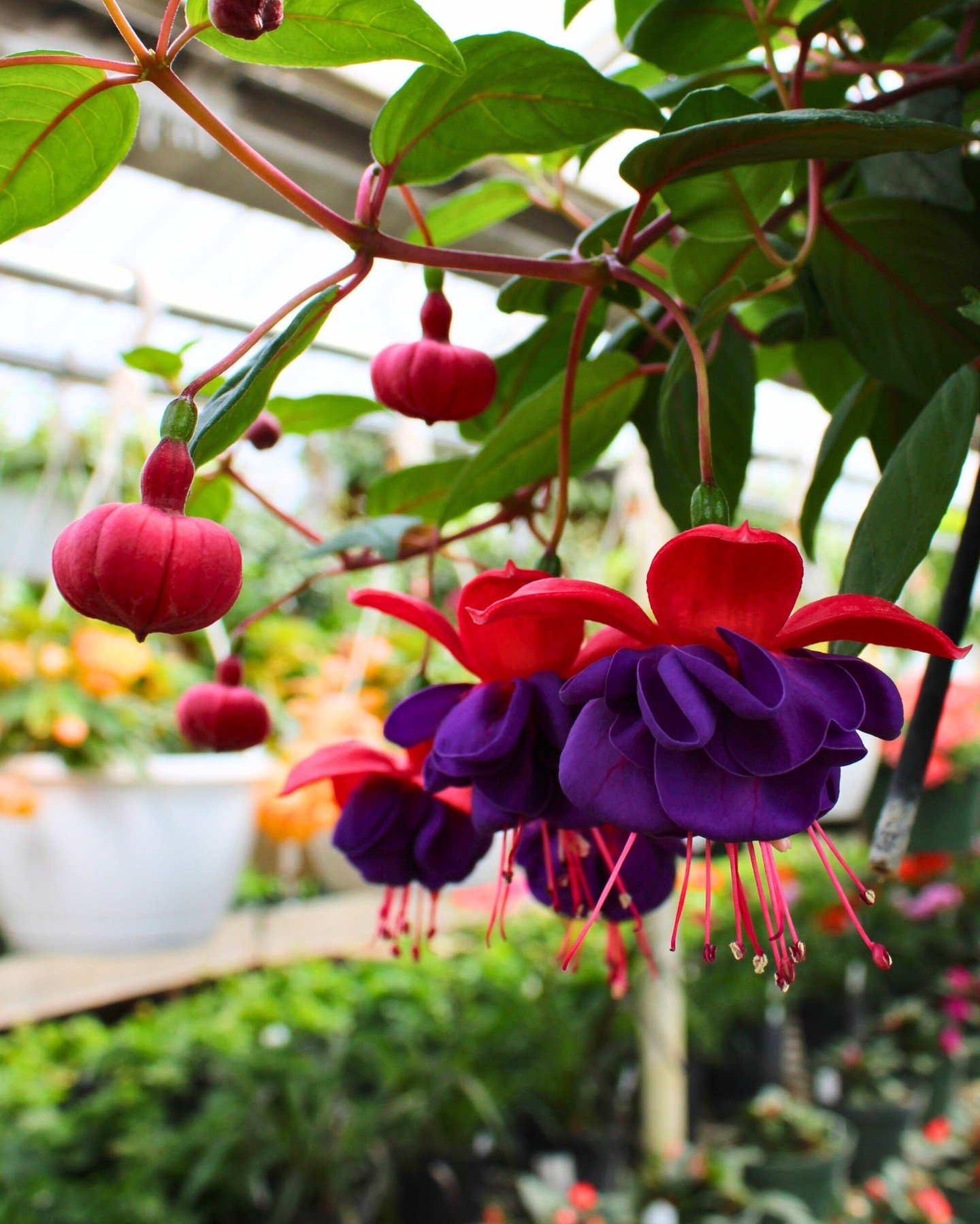 Fuchsia are unique annuals admired not only for their beauty, but for their attractiveness to hummingbirds and butterflies! 🌸🦋 Ideal for hanging baskets, we've got plenty spilling over with new blooms in a variety of color! Hurry, these go FAST!

#