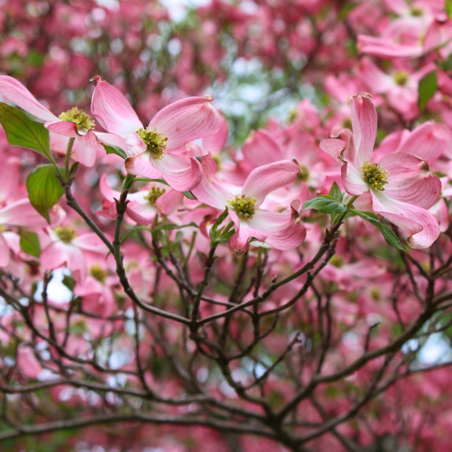 From their stunning flowers in spring to their vibrant foliage in fall, ornamental dogwoods are cherished for their beauty year-round. Whether you're a fan of pink or white blooms, or even variegated leaves, we have plenty of varieties to choose from