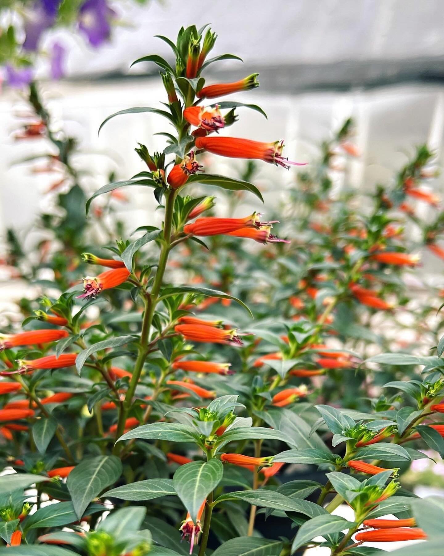 By popular demand ‼️ We have cuphea (aka firecracker or cigar plants) this year, another unique annual with bright blooms the hummingbirds &amp; butterflies LOVE ❤️ This Vermillionaire series will grow around 2x2&rsquo; and loves a warm, sunny spot!
