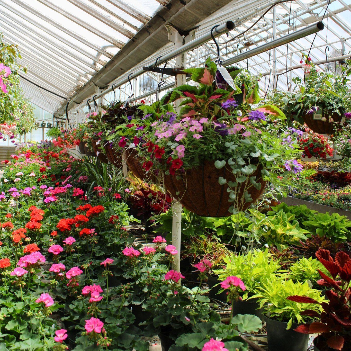 MOTHER'S DAY is THIS SUNDAY! 🌸 May 12th! She's the root of the family after all, why not celebrate mom with the gift of greenery? We have hundreds of hanging baskets, mixed pots, trees, perennials, and shrubs she&rsquo;ll surely love!

Open Monday-S