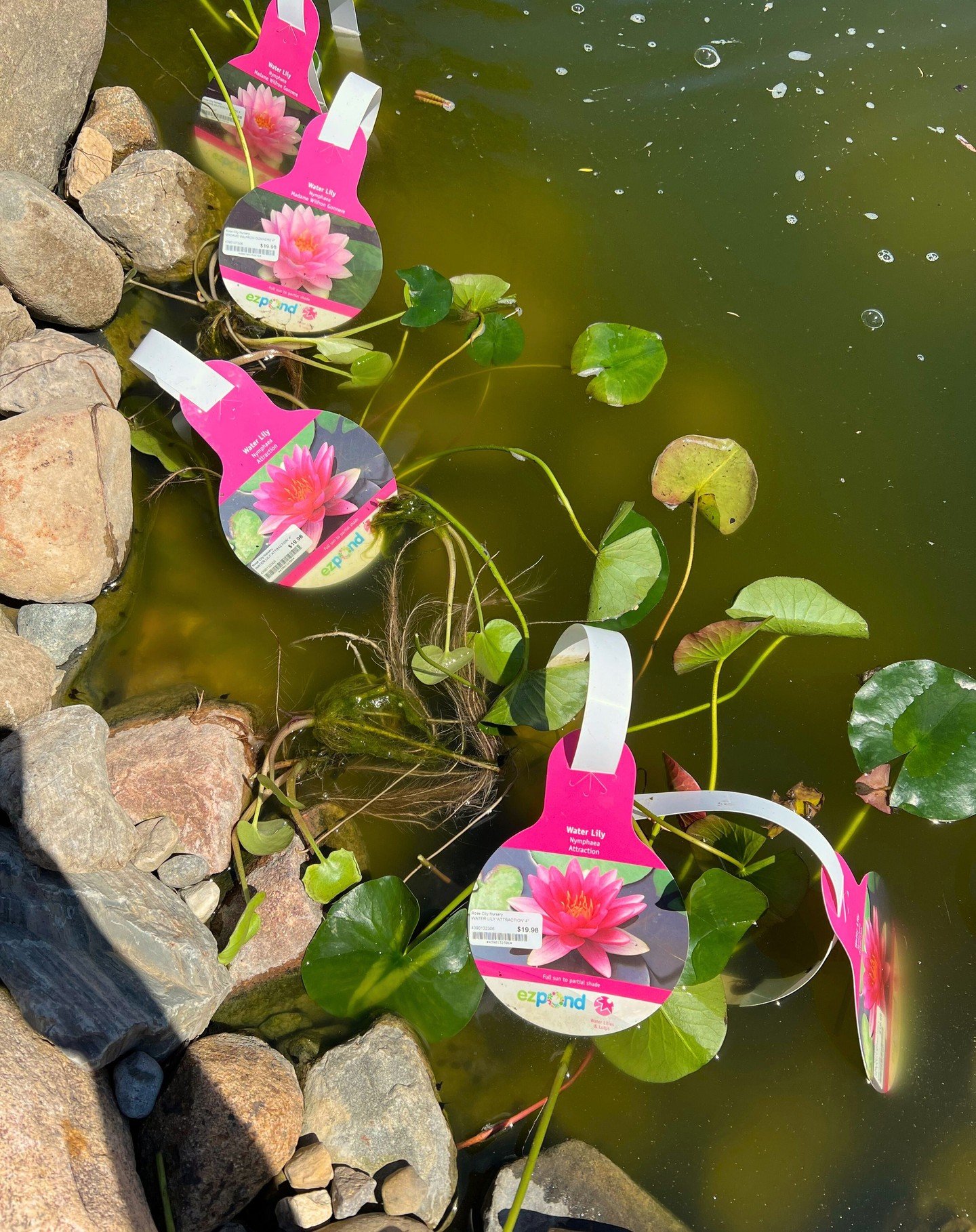 POND PLANTS ARE HERE! 🪷 Just in time for the weekend! Including water lilies, lotus, water lettuce, hyacinth, and more!

Open Monday-Saturday, 8-5

#pond #pondplants #waterplants #aquaticplants #waterlily #lotus #hyacinth #waterlettuce #shoplocal #r