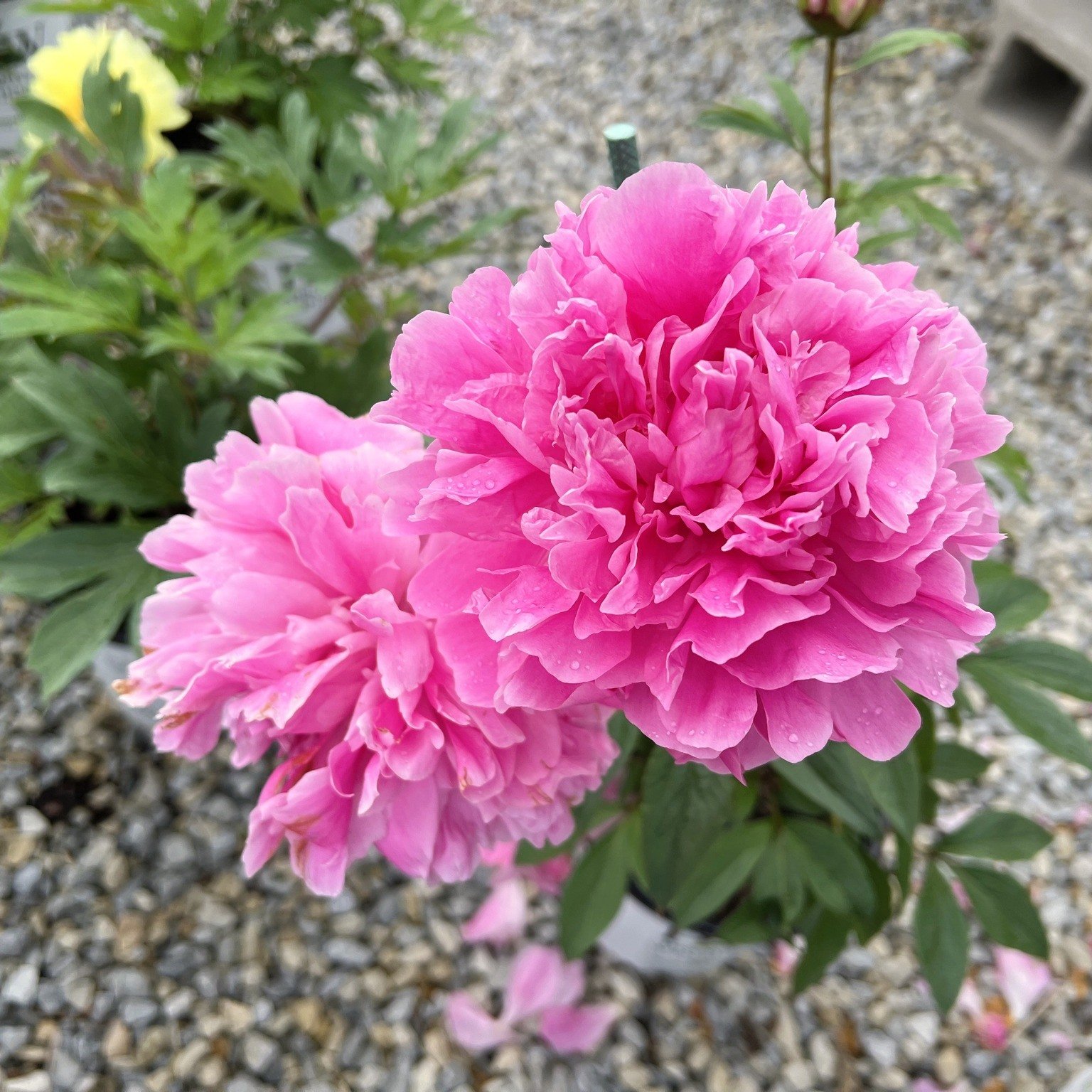 Perfect peonies! 🌸 These classic perennial shrubs are known for their large, lush, and often fragrant blooms that steal the show and hearts alike. We have a selection of pinks, whites, and yellows to add that extra pop of color to your garden!

#spr