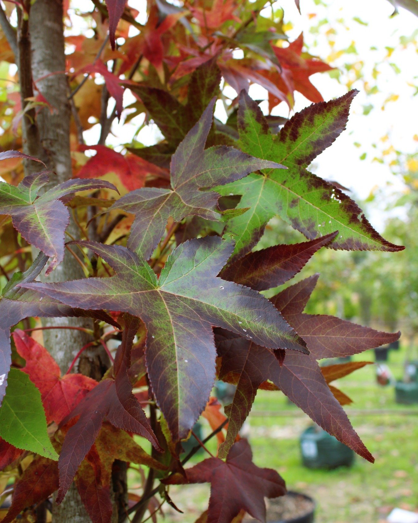 If you love fall foliage, Sweetgums are superstars! ⭐️ These five-point leaves turn a mixture of green, red, yellow, orange, and purple as they transition with the season! The 'Slender Silhouette' variety shown here is perfect for smaller spaces, rea